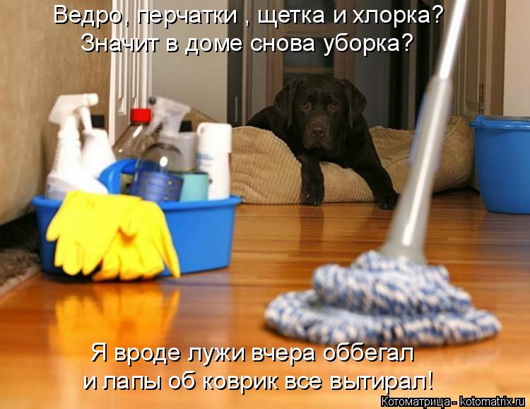 Ведро, перчатки , щетка и хлорка? Значит в доме снова уборка? и лапы об коврик все вытирал! Я вроде л... Котоматрица: Ведро, перчатки , щетка и хлорка? Значит в доме снова уборка? и лапы об коврик все вытирал! Я вроде лужи вчера оббегал