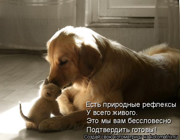 Это мы вам бессловесно У всего живого. Есть природные рефлексы Подтвердить готовы!... Котоматрица: Это мы вам бессловесно У всего живого. Есть природные рефлексы Подтвердить готовы!