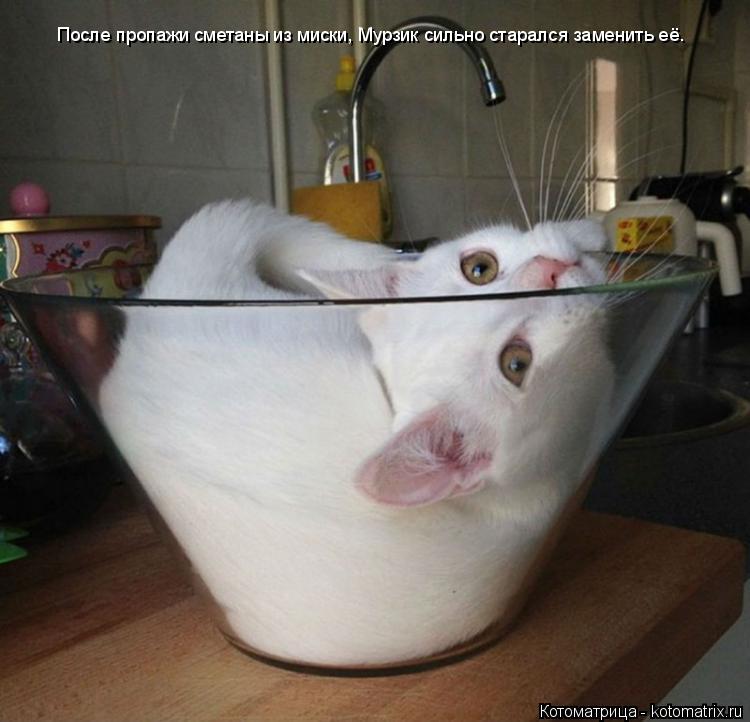 После пропажи сметаны из миски, Мурзик сильно старался заменить её.... Котоматрица: После пропажи сметаны из миски, Мурзик сильно старался заменить её.