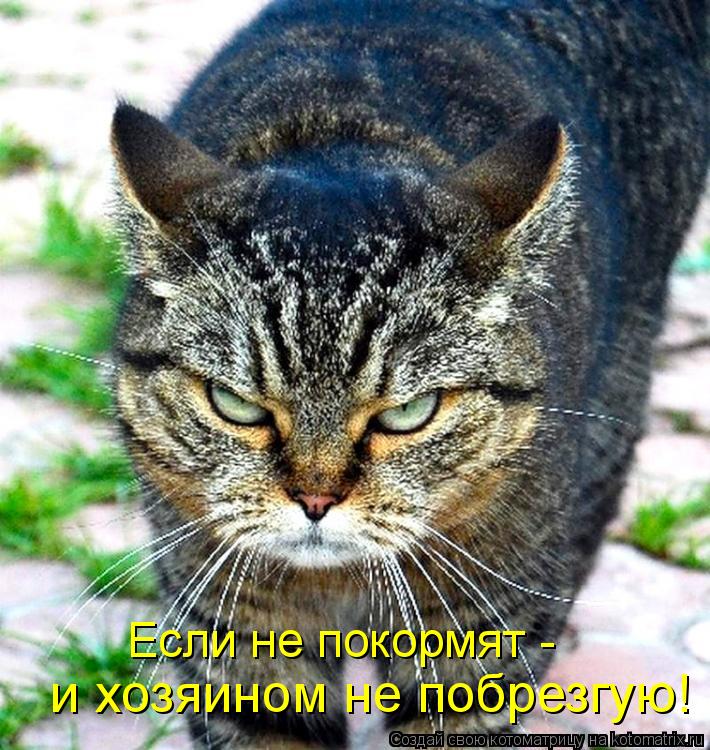 Если не покормят - и хозяином не побрезгую!... Котоматрица: Если не покормят - и хозяином не побрезгую!