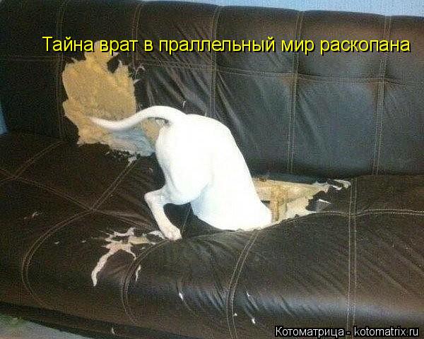 Тайна врат в праллельный мир раскопана... Котоматрица: Тайна врат в праллельный мир раскопана