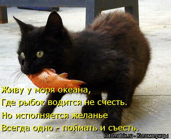 Всегда одно - поймать и съесть. Живу у моря океана, Где рыбок водится не счесть. Но исполняется желан... Котоматрица: Всегда одно - поймать и съесть. Живу у моря океана, Где рыбок водится не счесть. Но исполняется желанье