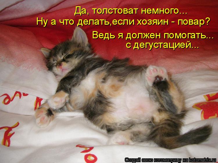 Котоматрица: Да, толстоват немного... Ну а что делать,если хозяин - повар? с дегустацией... Ведь я должен помогать...