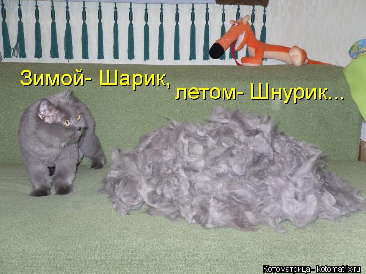 Котоматрица: летом- Шнурик... Зимой- Шарик,