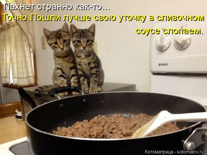 Пахнет странно как-то... Точно.Пошли лучше свою уточку в сливочном соусе слопаем.... Котоматрица: Пахнет странно как-то... Точно.Пошли лучше свою уточку в сливочном соусе слопаем.