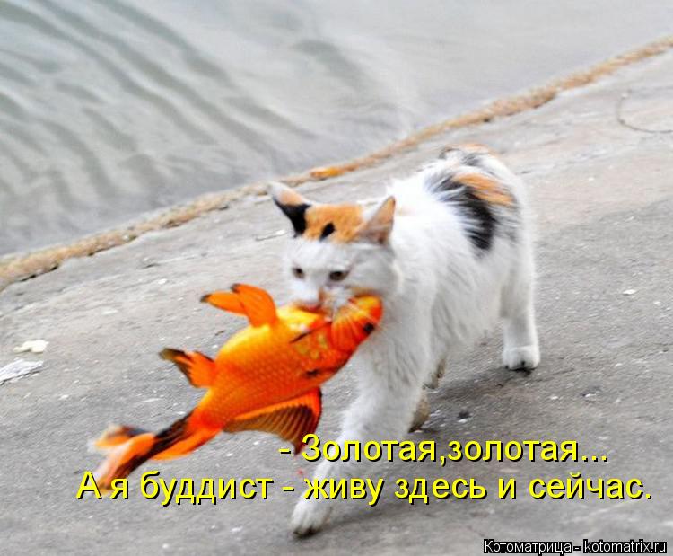 Котоматрица: - Золотая,золотая... А я буддист - живу здесь и сейчас.