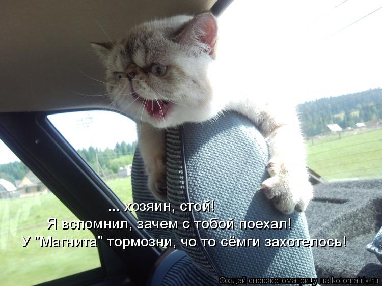 Котоматрица: ... хозяин, стой! Я вспомнил, зачем с тобой поехал! У "Магнита" тормозни, чо то сёмги захотелось!
