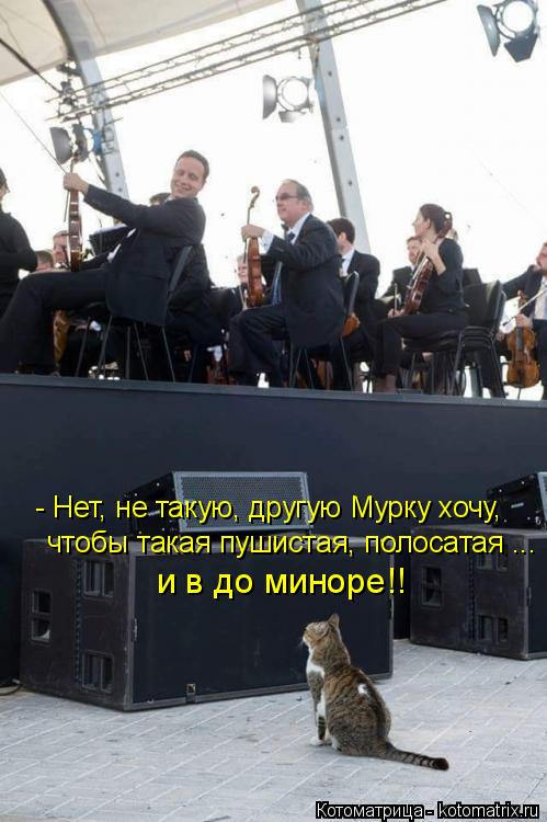 Котоматрица: чтобы такая пушистая, полосатая ... и в до миноре!! - Нет, не такую, другую Мурку хочу,