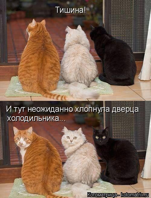 Котоматрица: Тишина! И тут неожиданно хлопнула дверца холодильника...