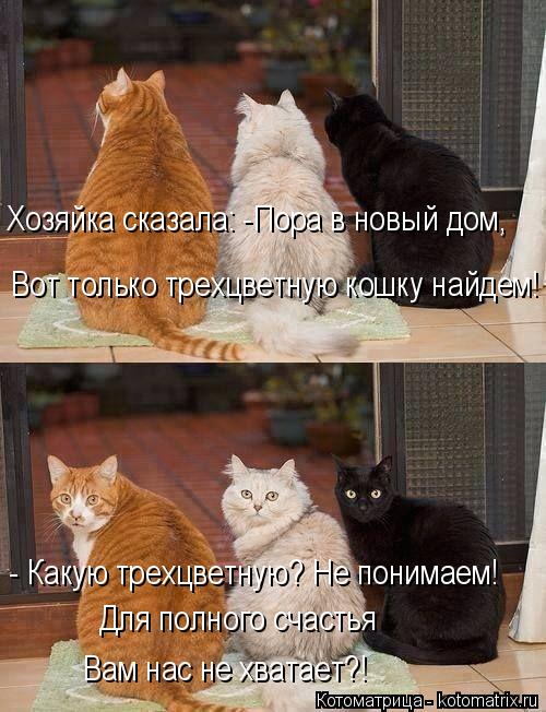 Хозяйка сказала: -Пора в новый дом, Вот только трехцветную кошку найдем! - Какую трехцветную? Не пони... Котоматрица: Хозяйка сказала: -Пора в новый дом, Вот только трехцветную кошку найдем! - Какую трехцветную? Не понимаем! Для полного счастья Вам нас не хва?