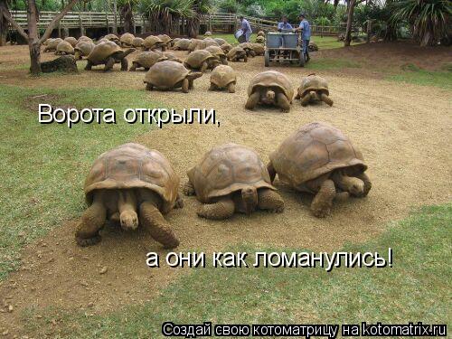 Котоматрица: Ворота открыли, а они как ломанулись!