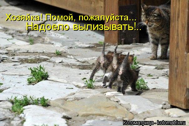 Котоматрица: Надоело вылизывать!.. Хозяйка! Помой, пожалуйста...