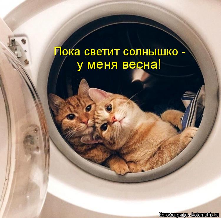 Котоматрица: Пока светит солнышко - у им у меня весна!
