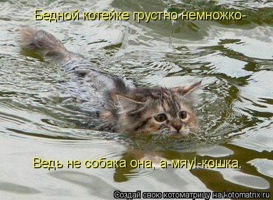 Котоматрица: Бедной котейке грустно немножко- Ведь не собака она, а-мяу!-кошка.