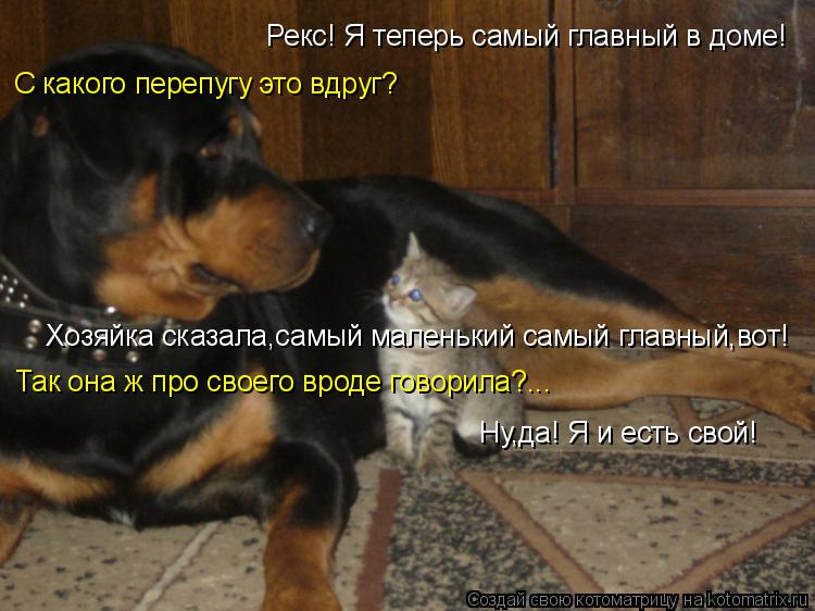 Котоматрица: Рекс! Я теперь самый главный в доме! С какого перепугу это вдруг? Хозяйка сказала,самый маленький самый главный,вот! Так она ж про своего вро?
