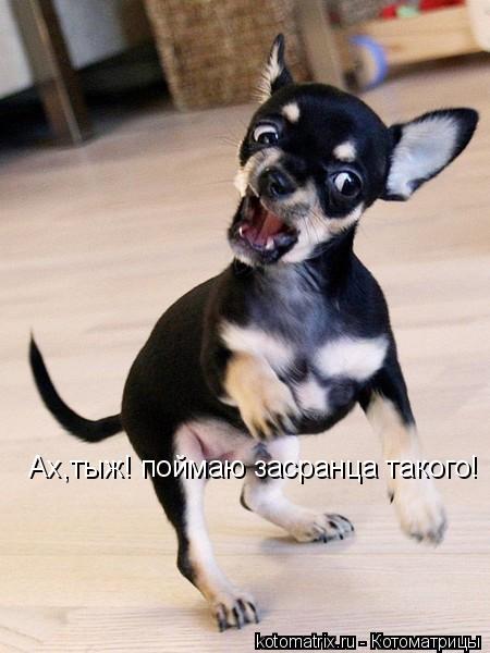 Котоматрица: Ах,тыж! поймаю засранца такого!