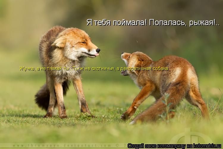 Котоматрица: Я тебя поймала! Попалась, рыжая!.. Жучка, а не тявкай ты...Ты ж не охотничья, а декоративная собака.