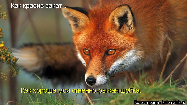 Котоматрица: Как красив закат... Как хороша моя огненно-рыжая шубка...