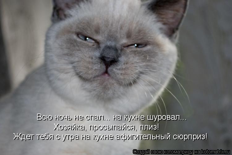 Котоматрица: Всю ночь не спал... на кухне шуровал... Хозяйка, просыпайся, плиз! Ждет тебя с утра на кухне афигительный сюрприз!