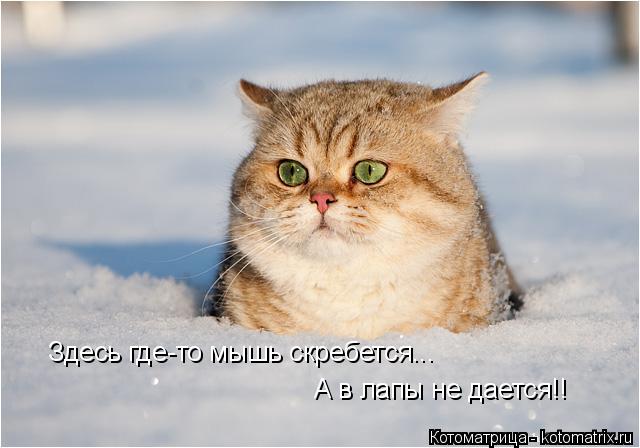 Здесь где-то мышь скребется... А в лапы не дается!!... Котоматрица: Здесь где-то мышь скребется... А в лапы не дается!!