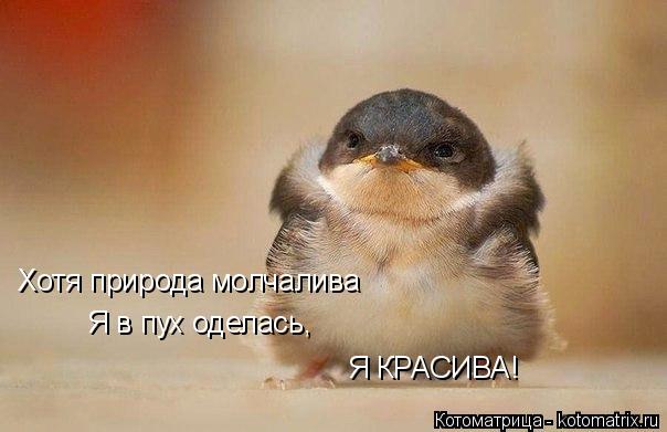 Хотя природа молчалива Я в пух оделась, Я КРАСИВА!... Котоматрица: Хотя природа молчалива Я в пух оделась, Я КРАСИВА!