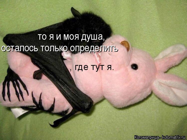 Котоматрица: то я и моя душа,  осталось только определить , где тут я.