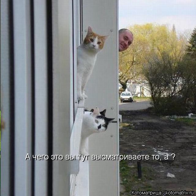Котоматрица: А чего это вы тут высматриваете то, а ?