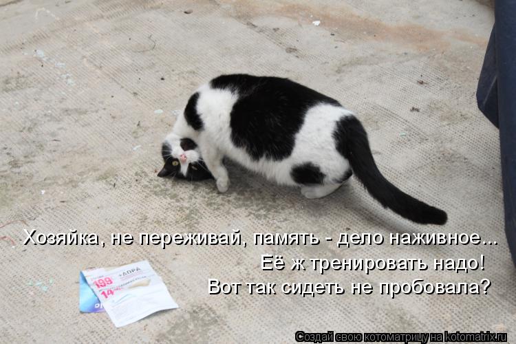 Хозяйка, не переживай, память - дело наживное... Её ж тренировать надо! Вот так сидеть не пробовала?... Котоматрица: Хозяйка, не переживай, память - дело наживное... Её ж тренировать надо! Вот так сидеть не пробовала?