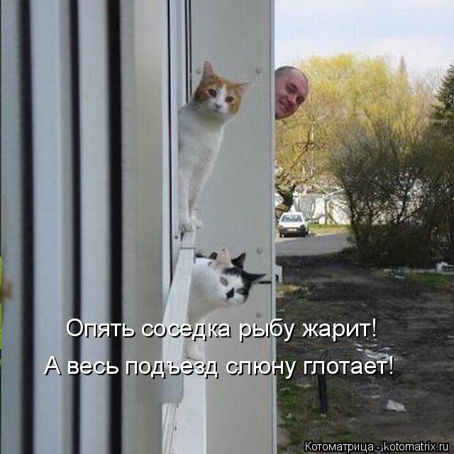 Опять соседка рыбу жарит! А весь подъезд слюну глотает!... Котоматрица: Опять соседка рыбу жарит! А весь подъезд слюну глотает!
