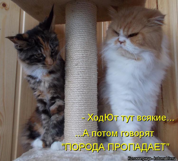 Котоматрица: - ХодЮт тут всякие... ...А потом говорят "ПОРОДА ПРОПАДАЕТ"