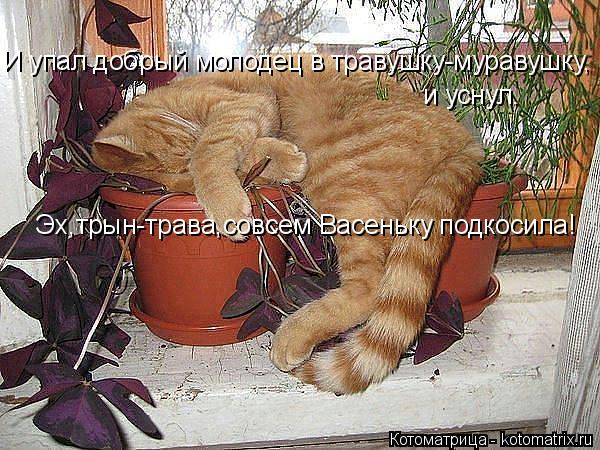 И упал добрый молодец в травушку-муравушку, и уснул. Эх,трын-трава,совсем Васеньку подкосила!... Котоматрица: И упал добрый молодец в травушку-муравушку, и уснул. Эх,трын-трава,совсем Васеньку подкосила!