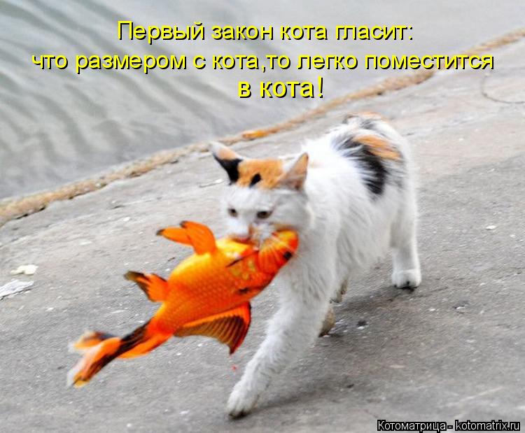 Первый закон кота гласит: что размером с кота,то легко поместится в кота!... Котоматрица: Первый закон кота гласит: что размером с кота,то легко поместится в кота!