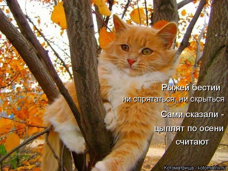 Рыжей бестии ни спрятаться, ни скрыться Сами сказали - цыплят по осени считают... Котоматрица: Рыжей бестии ни спрятаться, ни скрыться Сами сказали - цыплят по осени считают