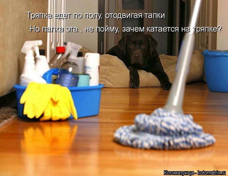 Тряпка едет по полу, отодвигая тапки Но палка эта , не пойму, зачем катается на тряпке?... Котоматрица: Тряпка едет по полу, отодвигая тапки Но палка эта , не пойму, зачем катается на тряпке?