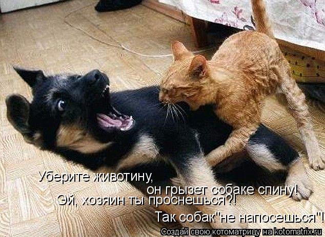 Уберите животину, он грызет собаке спину! Эй, хозяин ты проснешься?! Так собак"не напосешься"!... Котоматрица: Уберите животину, он грызет собаке спину! Эй, хозяин ты проснешься?! Так собак"не напосешься"!