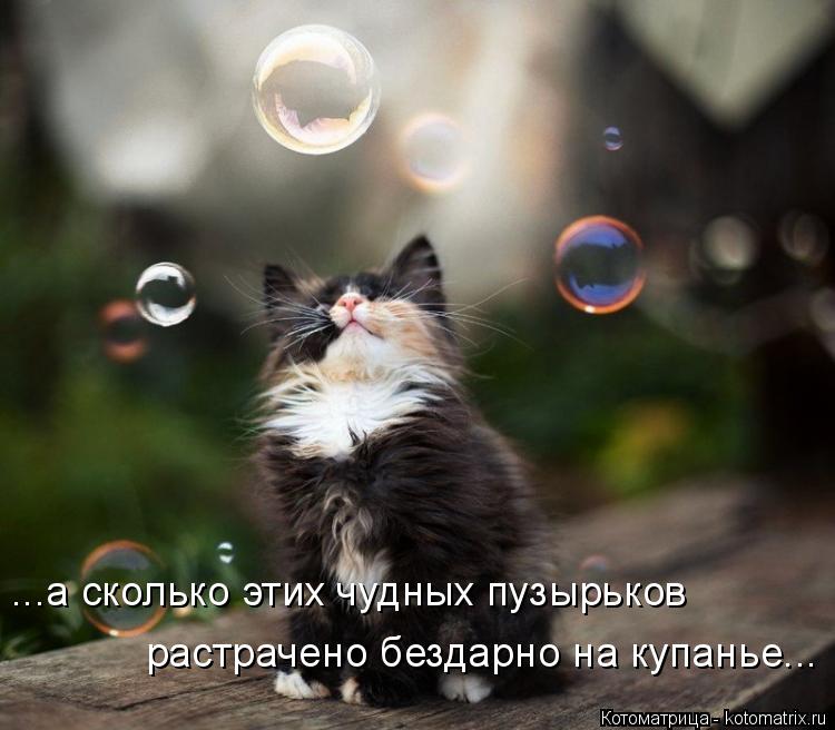 ...а сколько этих чудных пузырьков растрачено бездарно на купанье...... Котоматрица: ...а сколько этих чудных пузырьков растрачено бездарно на купанье...
