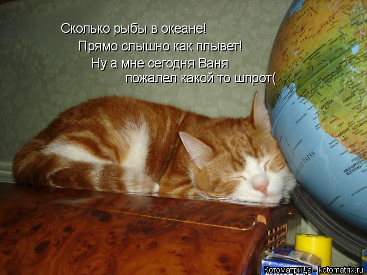Сколько рыбы в океане! Прямо слышно как плывет! Ну а мне сегодня Ваня пожалел какой то шпрот(... Котоматрица: Сколько рыбы в океане! Прямо слышно как плывет! Ну а мне сегодня Ваня пожалел какой то шпрот(
