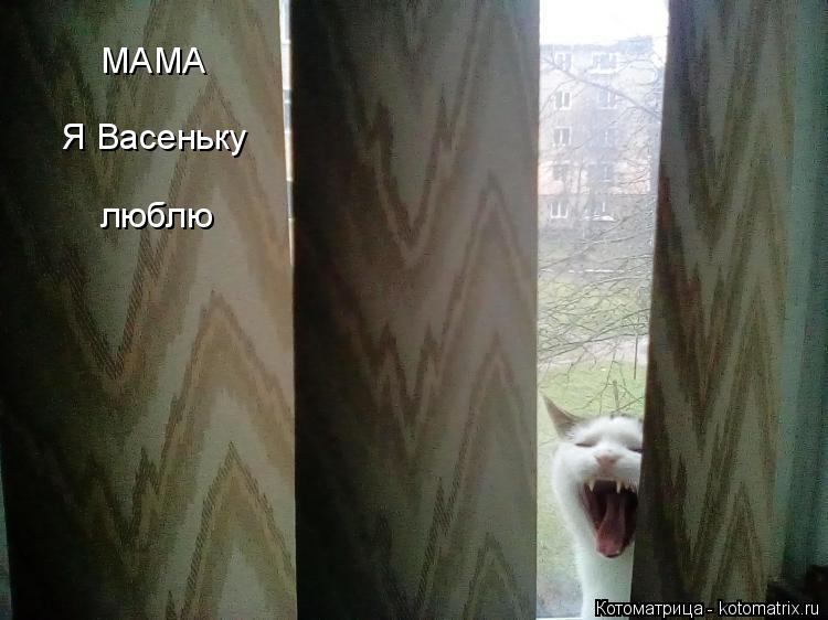 МАМА Я Васеньку люблю... Котоматрица: МАМА Я Васеньку люблю