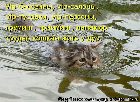 Котоматрица: Vip-бассейны, vip-салоны, vip-тусовки, vip-персоны, груминг, тримминг, лапакюр -  трудно кошкам жить у дур.