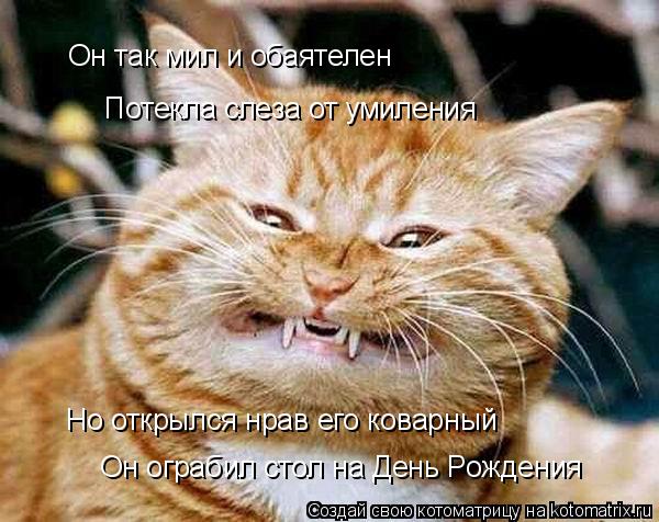 Он так мил и обаятелен Потекла слеза от умиления Но открылся нрав его коварный Он ограбил стол на Де... Котоматрица: Он так мил и обаятелен Потекла слеза от умиления Но открылся нрав его коварный Он ограбил стол на День Рождения