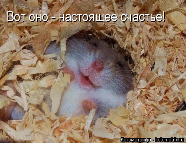 Вот оно - настоящее счастье! Вот оно - настоящее счастье! Вот оно - настоящее счастье!... Котоматрица: Вот оно - настоящее счастье! Вот оно - настоящее счастье! Вот оно - настоящее счастье!