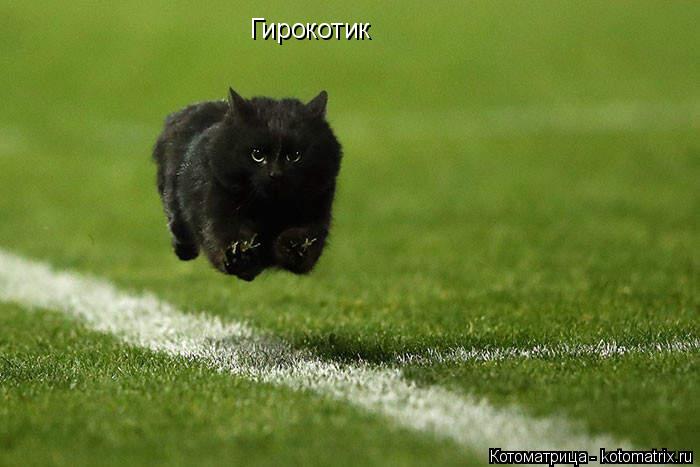 Гирокотик... Котоматрица: Гирокотик