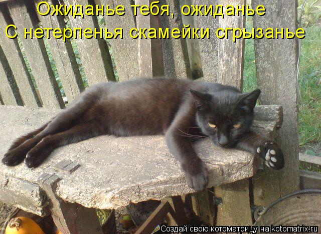 Котоматрица: Ожиданье тебя, ожиданье С нетерпенья скамейки сгрызанье