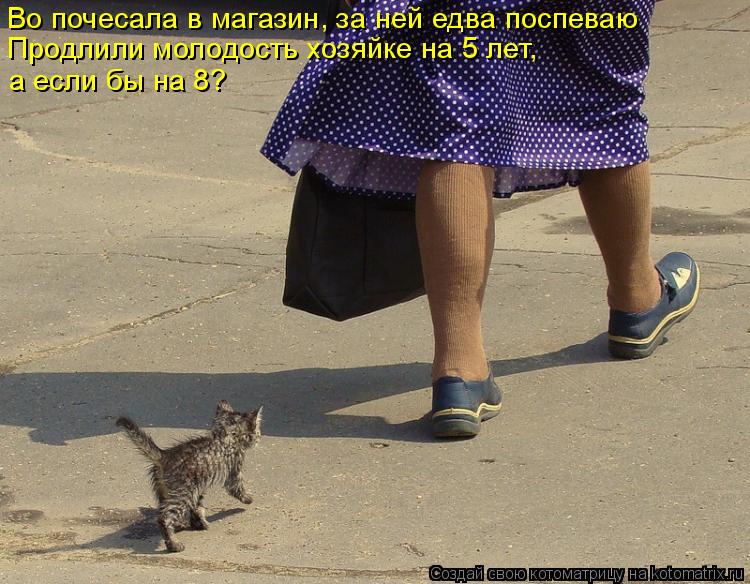Котоматрица: Во почесала в магазин, за ней едва поспеваю  Продлили молодость хозяйке на 5 лет, а если бы на 8?