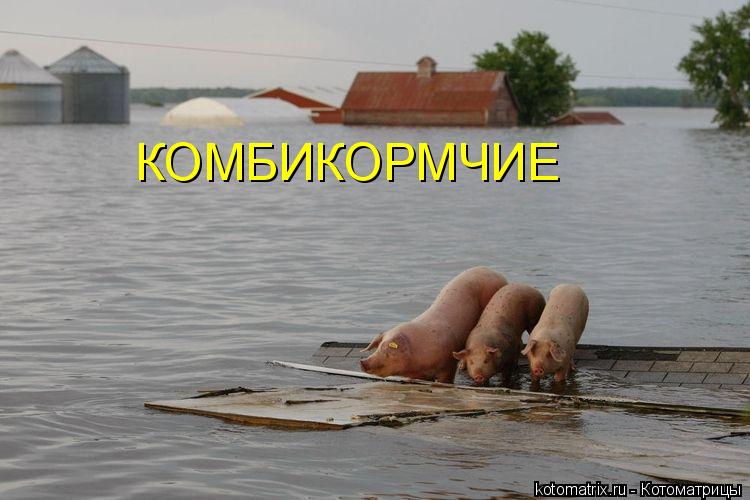 КОМБИКОРМЧИЕ... Котоматрица: КОМБИКОРМЧИЕ