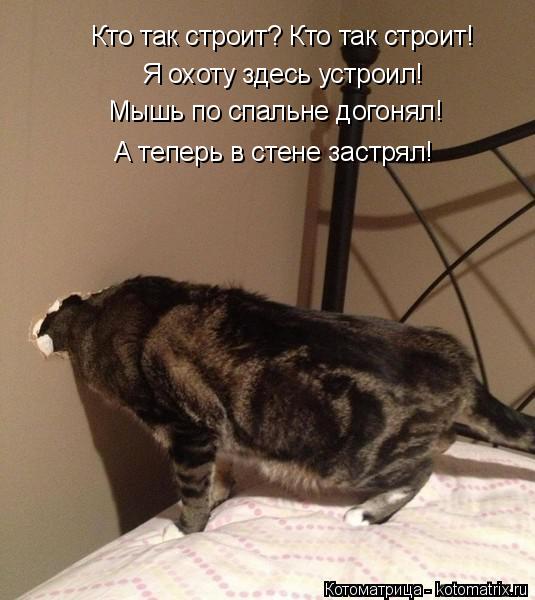 Котоматрица: Кто так строит? Кто так строит! Я охоту здесь устроил! Мышь по спальне догонял! А теперь в стене застрял!
