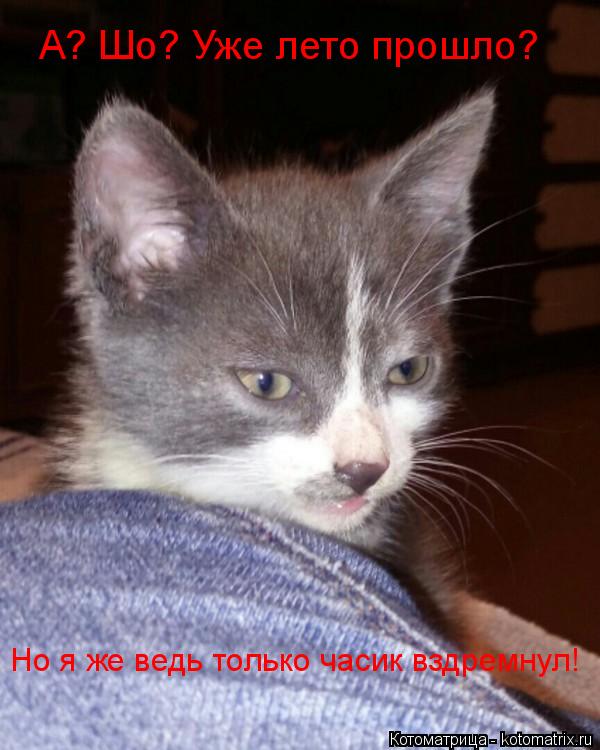 А? Шо? Уже лето прошло? Но я же ведь только часик вздремнул!... Котоматрица: А? Шо? Уже лето прошло? Но я же ведь только часик вздремнул!