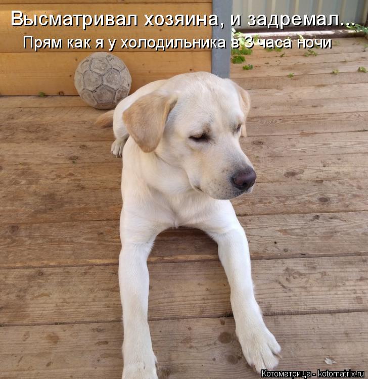 Высматривал хозяина, и задремал... Прям как я у холодильника в 3 часа ночи... Котоматрица: Высматривал хозяина, и задремал... Прям как я у холодильника в 3 часа ночи