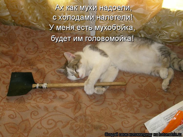 Котоматрица: Ах как мухи надоели, с холодами налетели! У меня есть мухобойка, будет им головомойка!