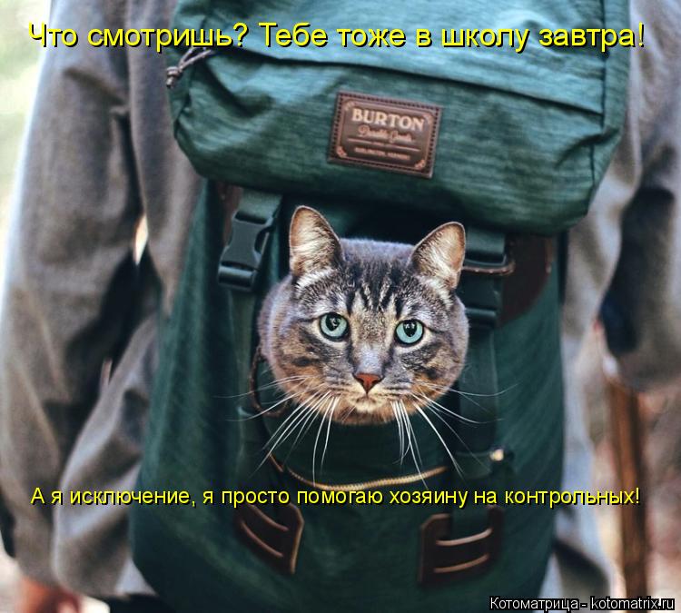 Что смотришь? Тебе тоже в школу завтра! А я исключение, я просто помогаю хозяину на контрольных!... Котоматрица: Что смотришь? Тебе тоже в школу завтра! А я исключение, я просто помогаю хозяину на контрольных!